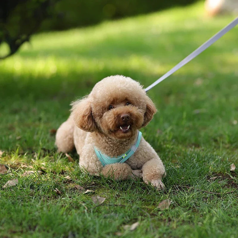 Puppy Harness Set