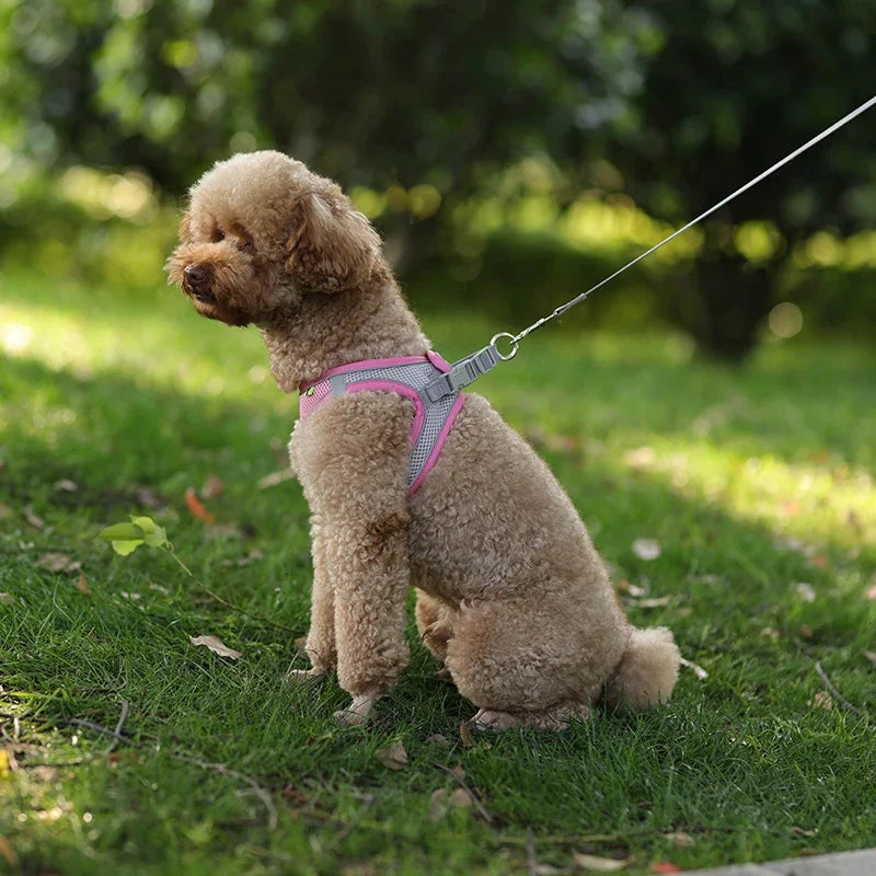 Puppy Harness Set