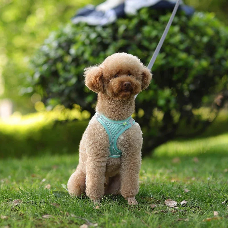 Puppy Harness Set
