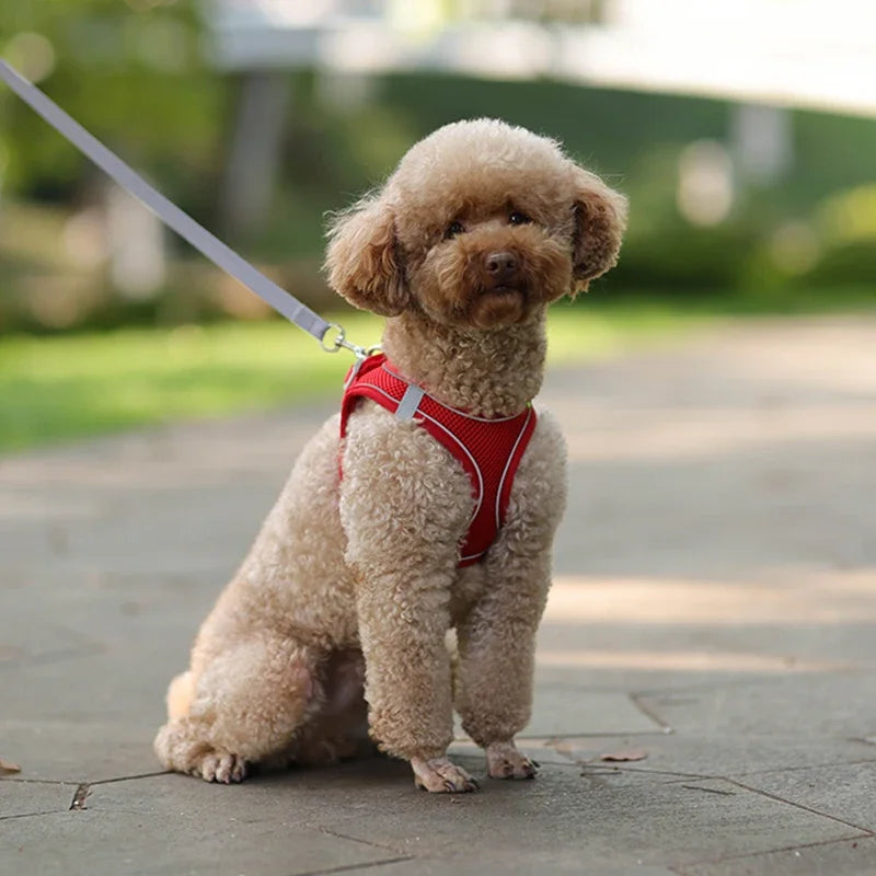 Puppy Harness Set