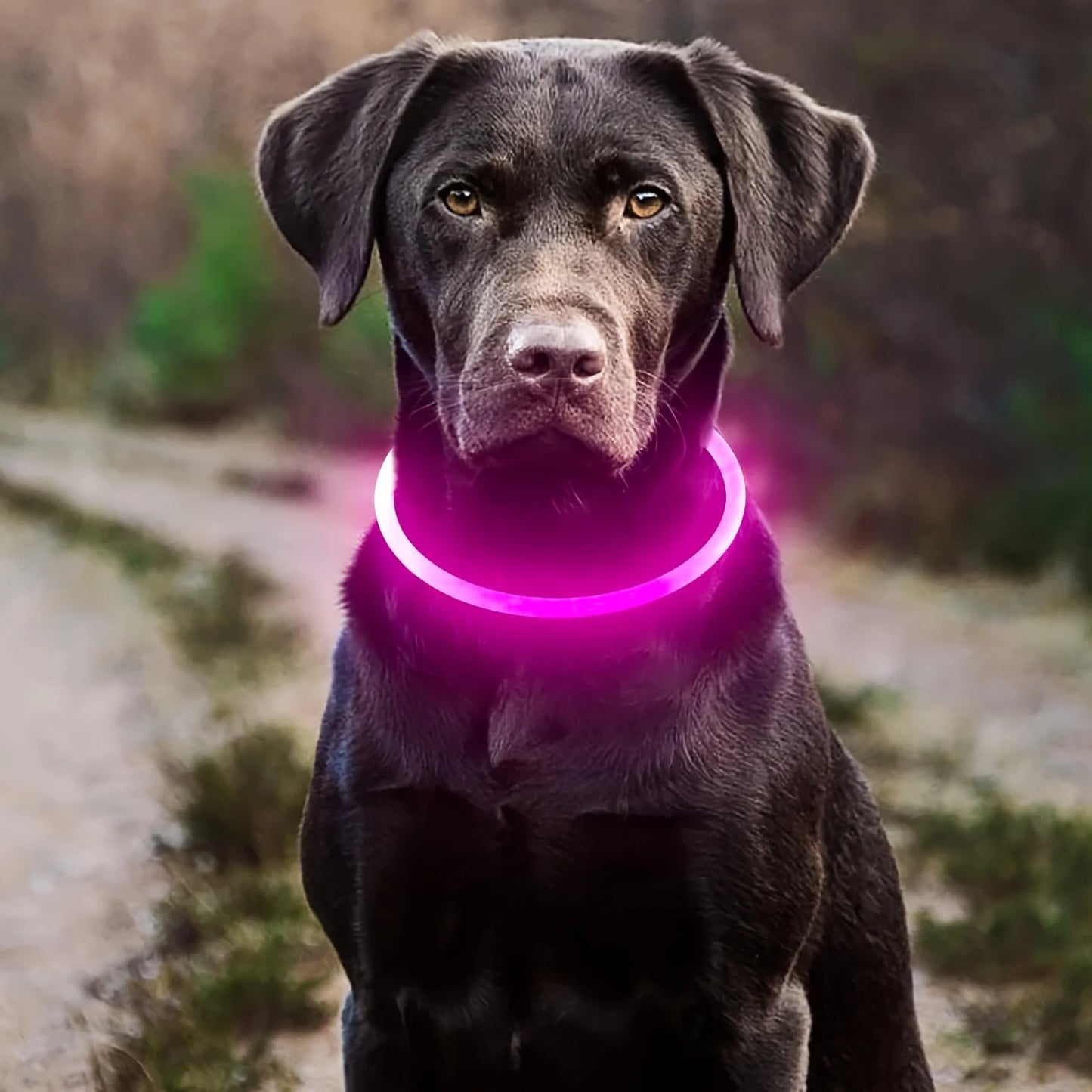LED Rechargeable Dog Collar