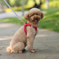 Puppy Harness Set