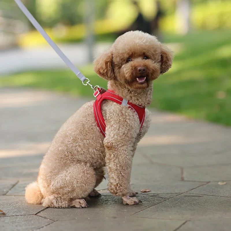 Puppy Harness Set