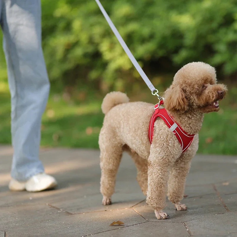 Puppy Harness Set