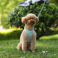 Puppy Harness Set