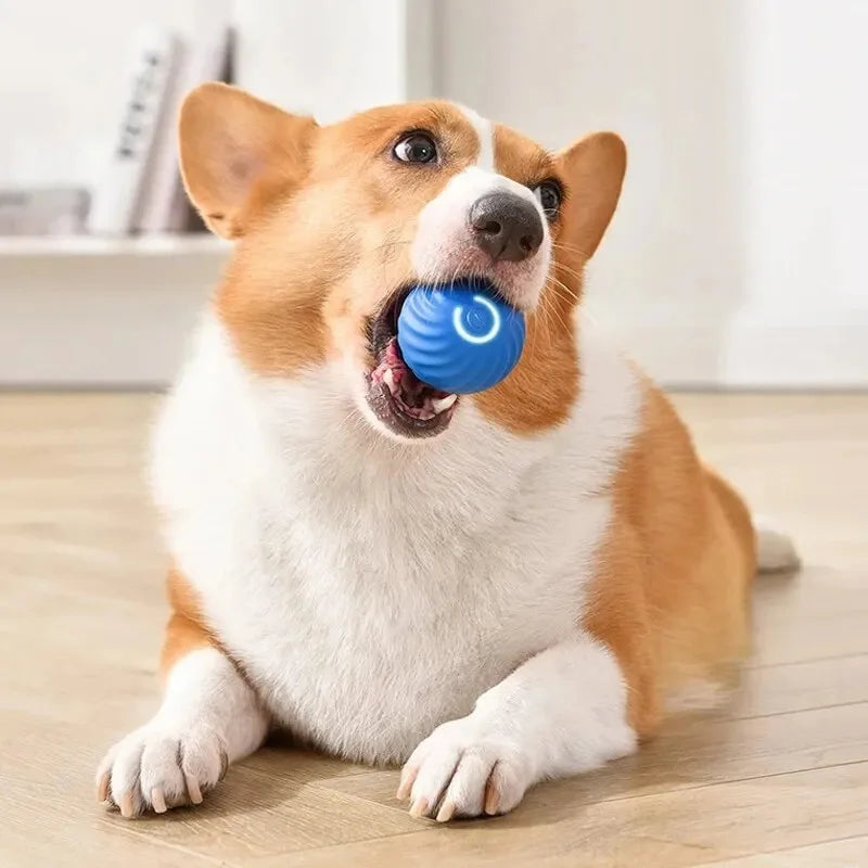 Dog Electronic pet ball