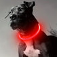 LED Rechargeable Dog Collar